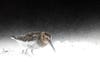 bird photographer of the year Dunlin