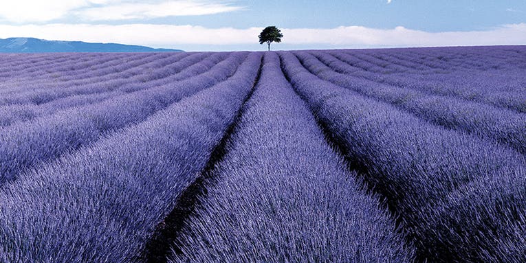 Tips from a Pro: Using Trees for Dramatic Landscape Photography Tips from a Pro: Using Trees for Dramatic Landscape Photography