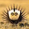 bird photographer of the year sage grouse