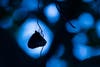nature ttl photographer of the year butterfly silhouette